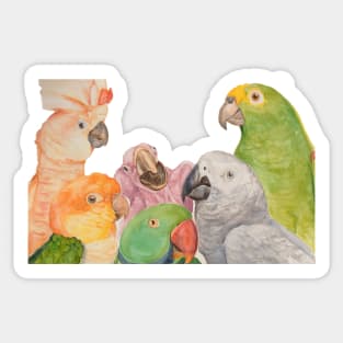 Watercolor of parrots: Cockatoo, caique, great alexander, African gray, baby macaw and amazon Sticker